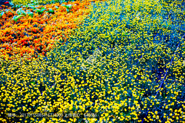 花海,花地,花園