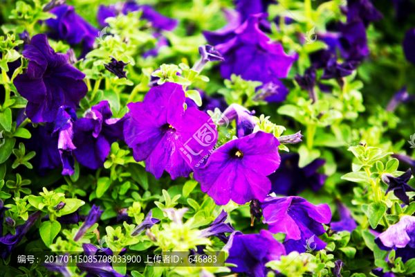 喇叭花,花海,花地,花園