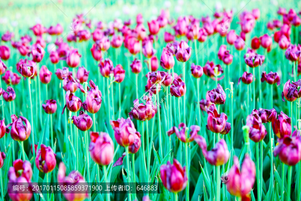 郁金香花,鮮花,花海