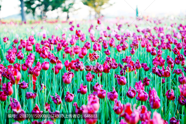 郁金香花,鮮花,花海