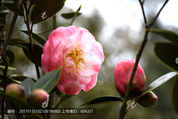 茶花