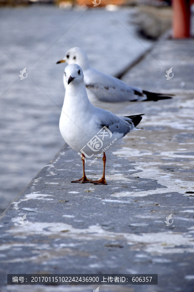 海鷗