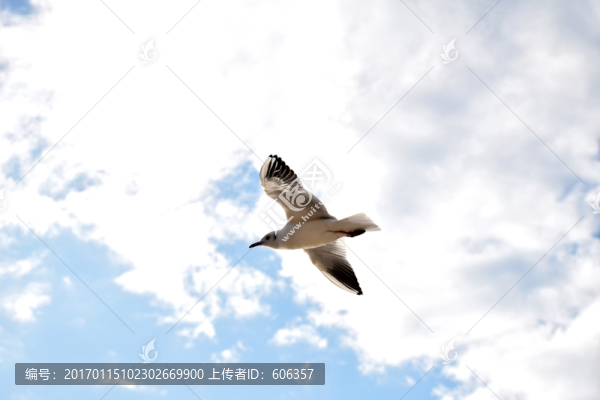 海鷗