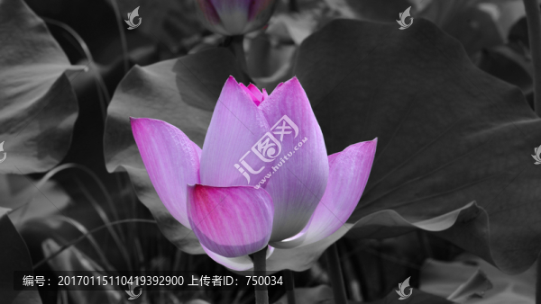 墨黑荷花