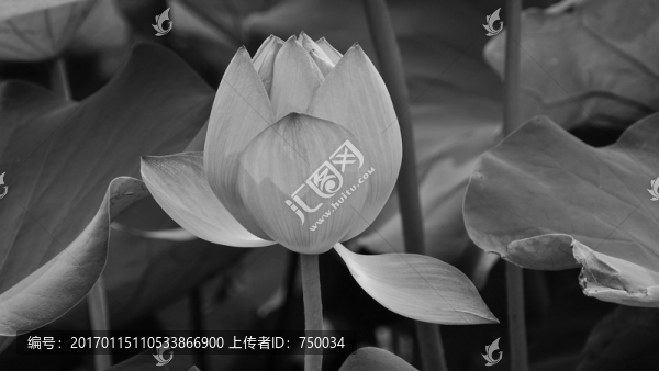 黑白花卉圖