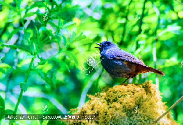 一只鳴叫的鳥