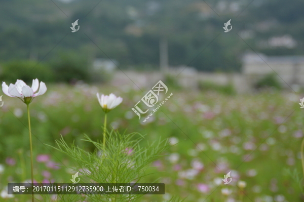 格?；? title=
