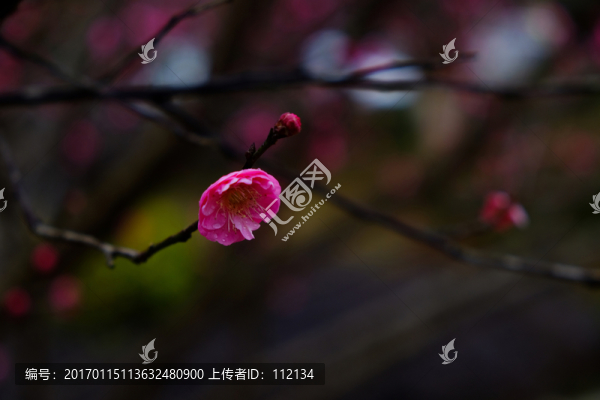 梅花,花卉,花朵,枝條,開放