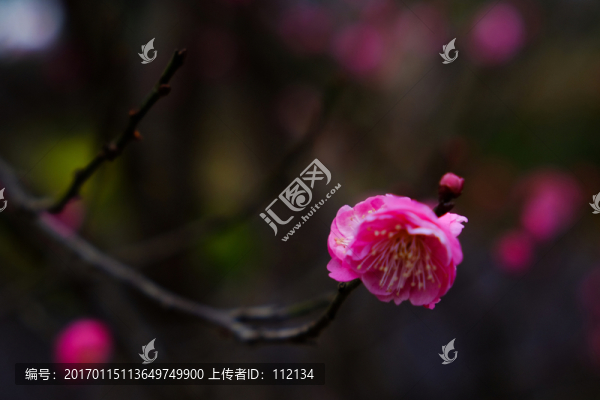 梅花,花卉,花朵,枝條,開放