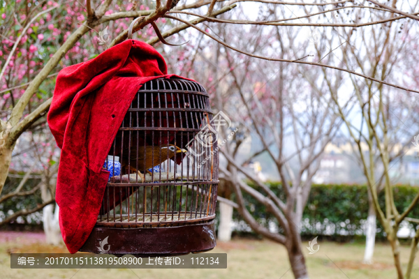 畫(huà)眉鳥(niǎo),鳥(niǎo)籠,梅花