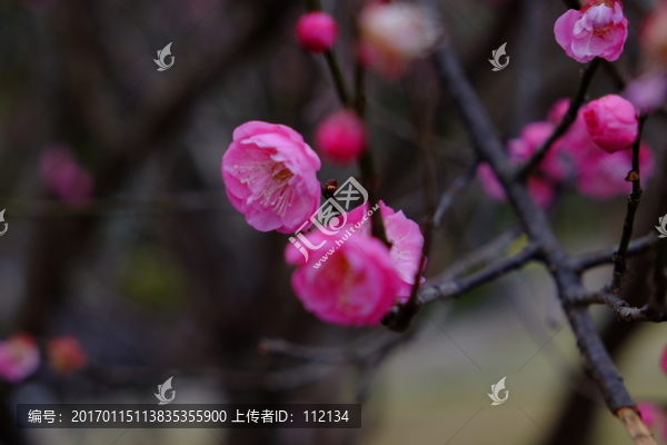 梅花,花卉,花朵,枝條,開放