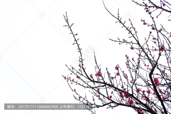 梅花,花卉,花朵,枝條,開放