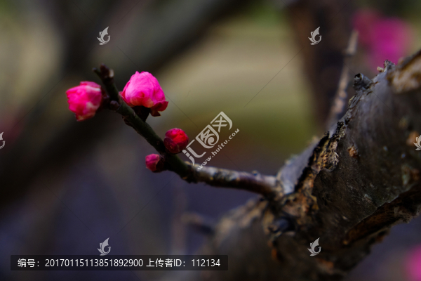 梅花,花卉,花朵,枝條,開放