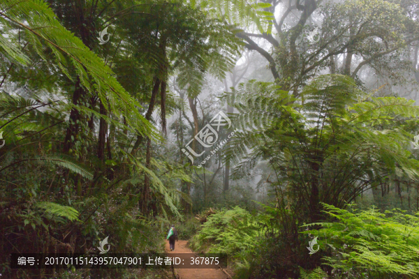 熱帶雨林