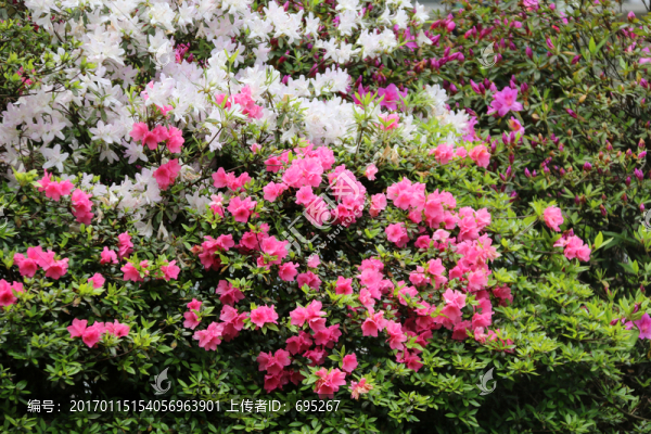 杜鵑花