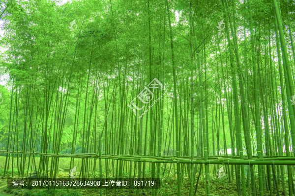 竹林,竹子,陽光竹林