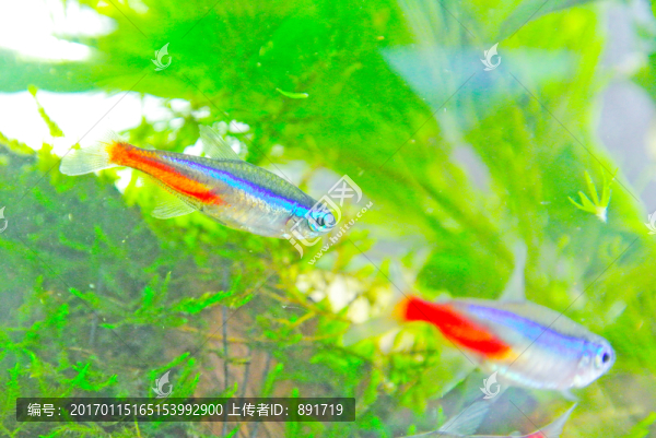 錦鯉素材,草金魚,紅綠燈魚