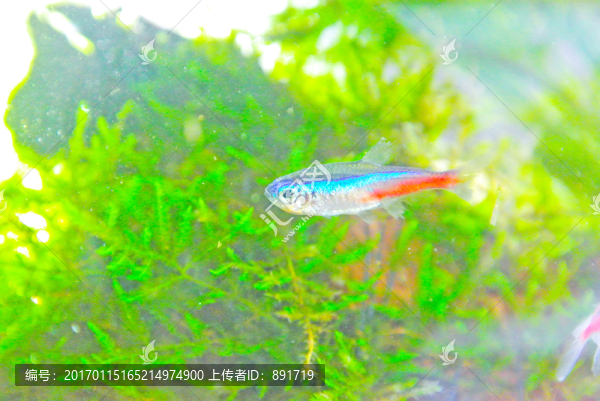 錦鯉素材,草金魚,紅綠燈魚