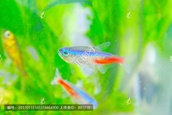 錦鯉素材,草金魚,紅綠燈魚