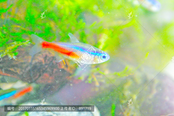 錦鯉素材,草金魚,紅綠燈魚
