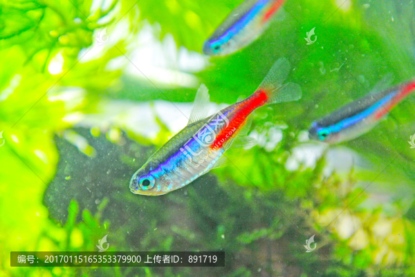 錦鯉素材,草金魚,紅綠燈魚