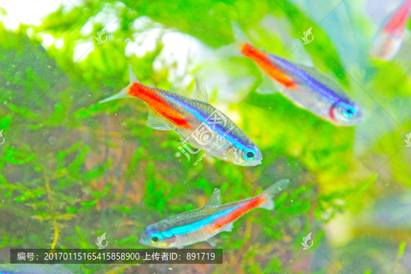 錦鯉素材,草金魚,紅綠燈魚