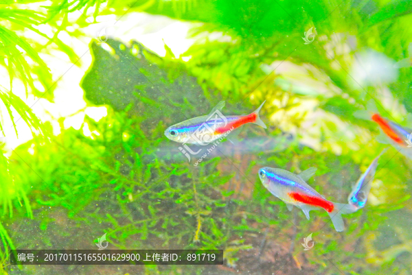 錦鯉素材,草金魚,紅綠燈魚