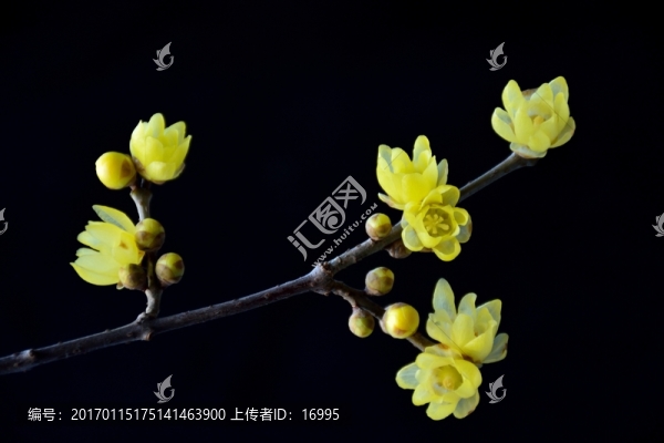 臘梅