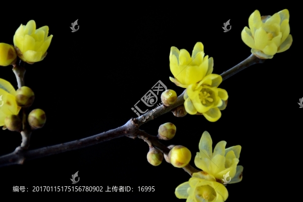 臘梅