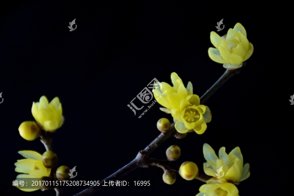 臘梅