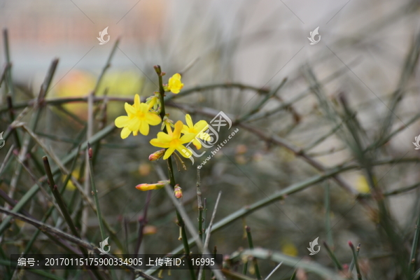 迎春花