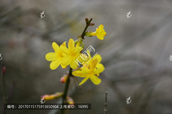 迎春花