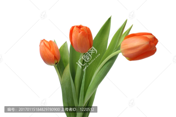 三紅色郁金香