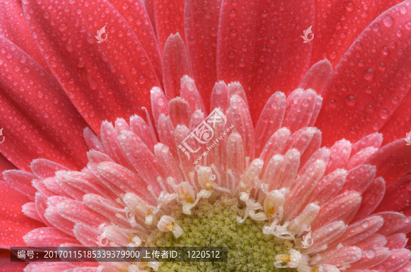 宏觀的粉紅色格柏菊花水滴