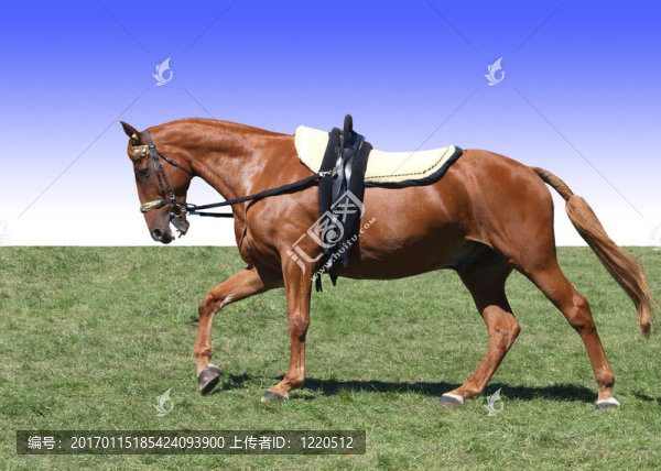 板栗矮化的馬