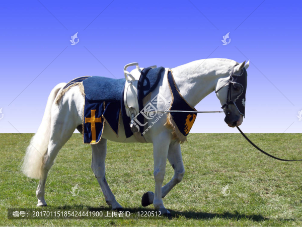 馬Vaulting,Saddle