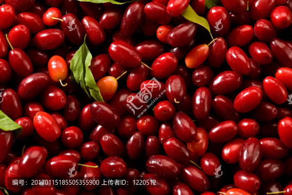 山茱萸