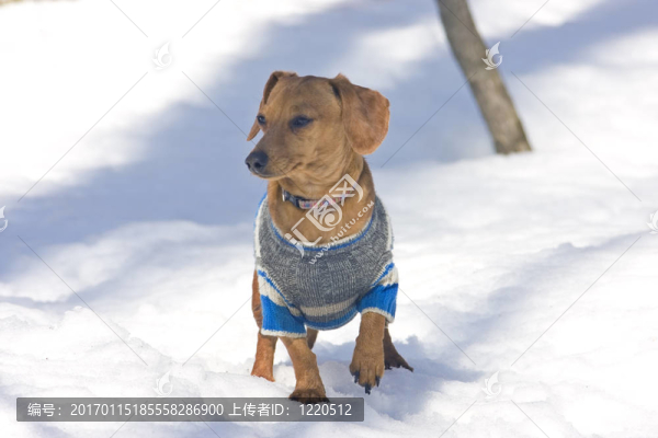 臘腸犬