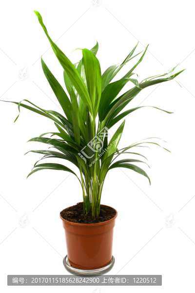在家里的植物花盆。白色隔離。