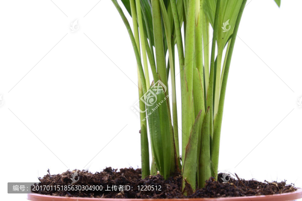 在家里的植物花盆。白色隔離。
