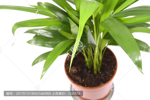 在家里的植物花盆。白色隔離。
