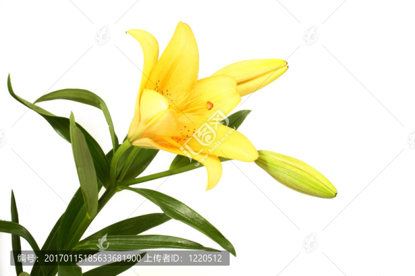 莉莉花橙白色背景