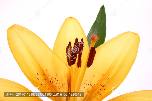 莉莉花橙白色背景