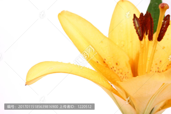 莉莉花橙白色背景