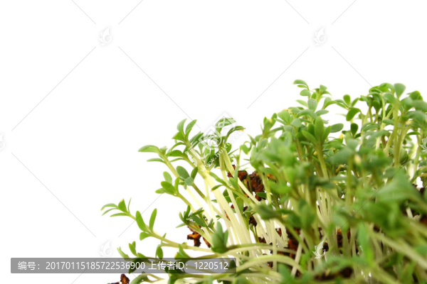 白色背景下的新鮮草