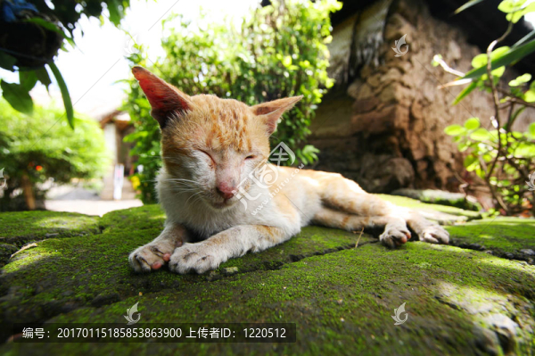 紅貓