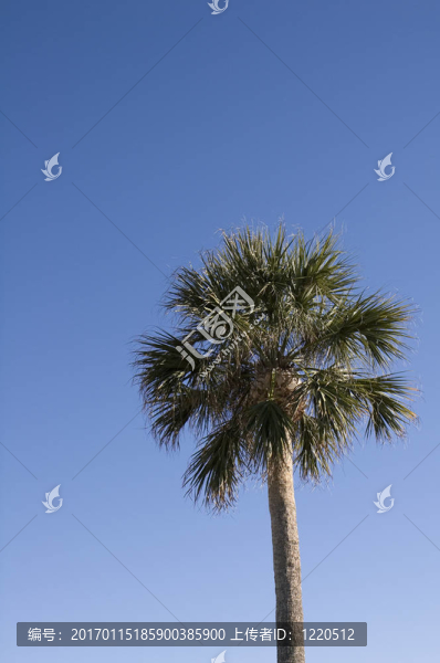 藍色棕櫚樹