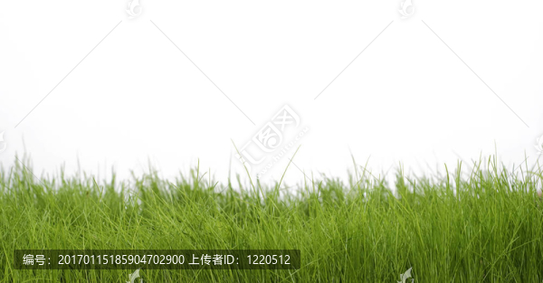 春天是綠色的草