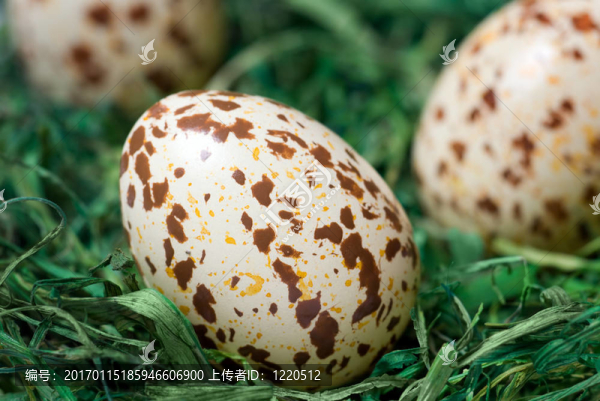 斑點的蛋。