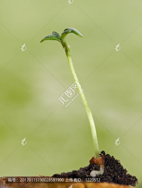 小芥